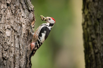 Dendrocopos medius, Middle spotted woodpecker, The bird is sitting next to the nesting cavity during the nesting season, some insects in the beak, Czech Republic