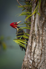 Campephilus guatemalensis, Pale-billed woodpecker The bird is perched on the tree trunk in nice wildlife natural environment of Costa Rica ..
