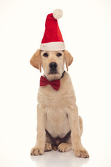 anxious santa claus labrador retriever puppy looks to side