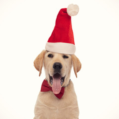 panting labrador retriever puppy dog wearing santa claus red hat is looking to side