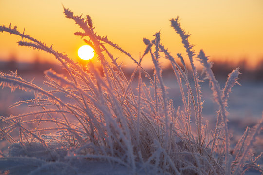 Beautiful winter landscape, frost on the branches of trees, the first snow,