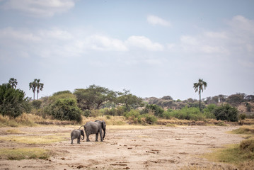Naklejka na ściany i meble african elephants in a nature of Tanzania