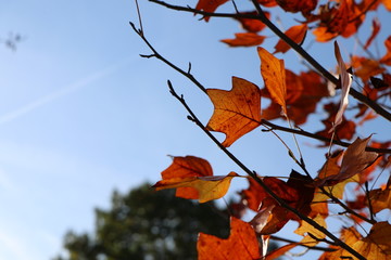 Background with illuminated red maple leaves and clear blue sky, copy space