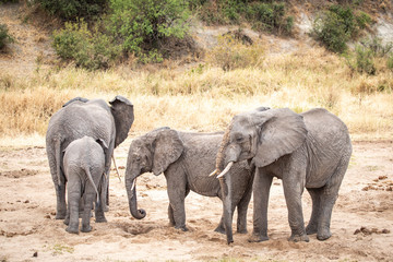 Fototapeta premium african elephants in a nature of Tanzania