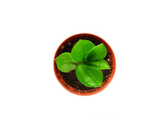 Zamioculcas , dollar tree