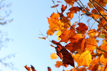 Brightly illuminated golden autumn leaves as background with copy space