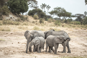 Plakat african elephants in a nature of Tanzania