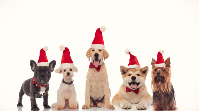 adorable group of little santa claus dogs celebrating christmas