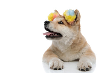Eager Akita Inu curiously looking away and panting
