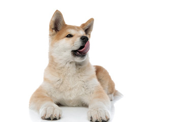 Lovely Akita Inu licking its nose and looking away