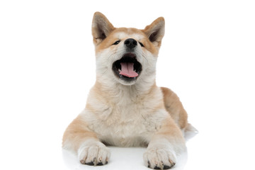 Sleepy Akita Inu yawning with its tongue exposed