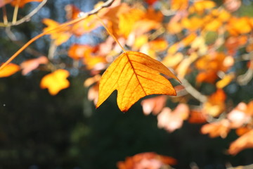 Closeup of a golden leaf in autumn with blurry background and copy space
