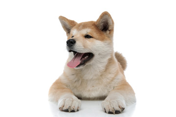Tired Akita Inu yawning and sticking out its tongue