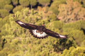 Aguila real