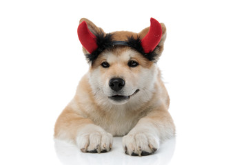 Eager Akita Inu looking forward focused