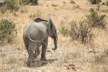 Obraz na płótnie Canvas african elephants in a nature of Tanzania