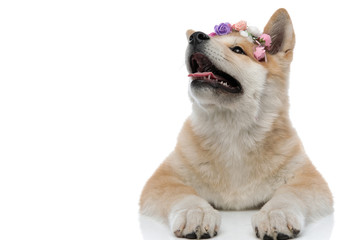 Adorable Akita Inu hopefully looking away while wearing a headband