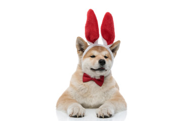 Obraz premium Upset Akita Inu seriously looking forward