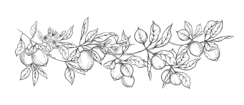 Lemon tree branch with lemons, flowers and leaves. Element for design. Outline hand drawing vector illustration. Isolated on white background..