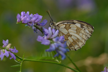 Schachbrettfalter an einer Blüte