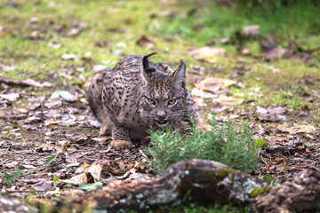 Lince iberico