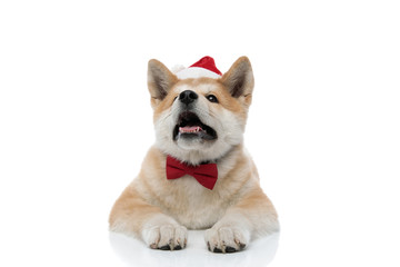Eager Akita Inu curiously looking up, wearing Santa Clause hat