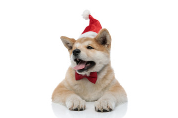 Cheerful Akita Inu panting and looking away