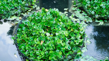 Water Hyacinth (Eichhornia crassipes) in pond.