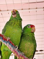 Green Ara Parrot couple in a cage