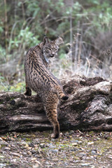 Lince iberico © Valentin