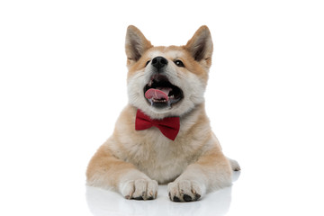 Cheerful Akita Inu sticking out his tongue and begging