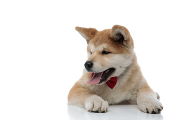 Tired Akita Inu looking away and yawning