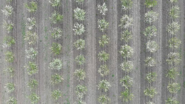 Blooming tree orchard with trees in a straight parallel rows. Footage is recorded with camera attached to flying drone outdoors at sunset.