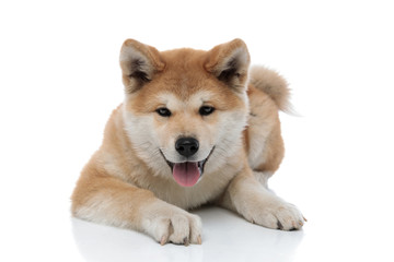 Lovely Akita Inu panting while laying down