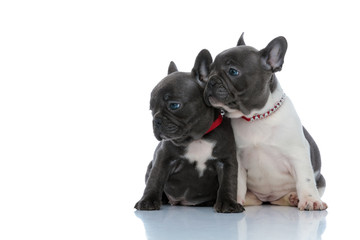 Two focused French bulldog cubs looking to the side