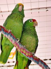 Ara parrot couple in a cage in Panama City