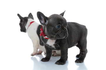 Two cofident French bulldog puppies curiously looking around
