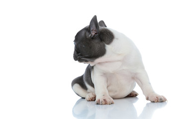 Eager French bulldog cub curiously looking over his shoulde