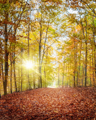 Die starke Herbstsonne scheint durch die bunten Blätter und lässt den Laubwald im Herbst leuchten