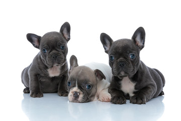 Three dutiful French bulldog puppies listening and waiting