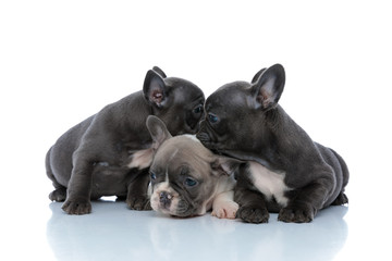 Adorable French bulldog cubs protecting and comforting their sibling