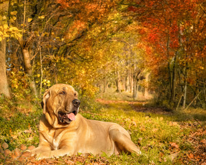 Broholmer Hund liegt im Laubwald, der von der Herbstsonne und seinen bunten Blättern zum Leuchten gebracht wird
