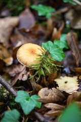 mushroom in forest