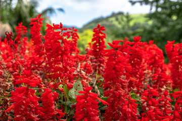 Red Lobelia Speciosa flower in the garden, Furnas, São Miguel, Azores
