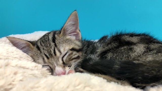 4K HD video of a black and grey kitten with white nose curled up on a soft sheepskin bed sleeping soundly. Zooming in on kitties face as it sleeps. 