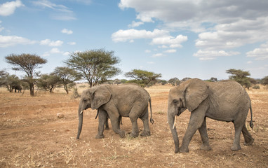 Naklejka na ściany i meble african elephants in a nature of Tanzania