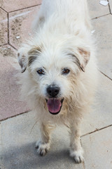 Funny expression by a white dog