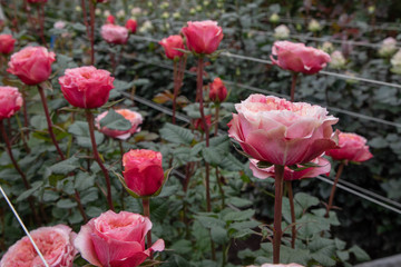 Close up of ecuadorian roses, growing for export