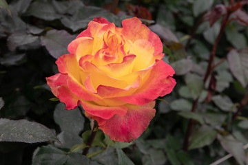 Close up of ecuadorian roses, growing for export