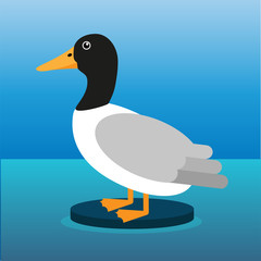 Black headed duck, flat vector illustration.
